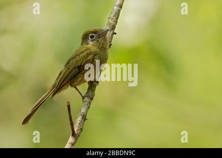 Eye-ringed Flatbill (Rhynchocyclus brevirostris) perched on a branch in Guatemala in Central America. Stock Photo