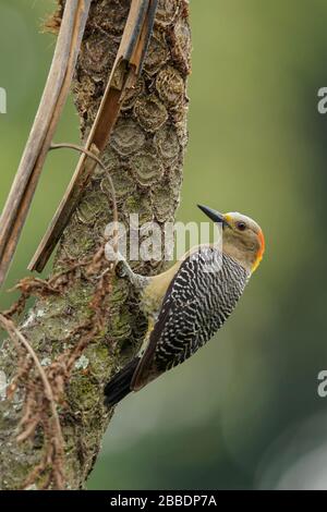 Golden-fronted Woodpecker (Melanerpes aurifrons) perched on a branch in Guatemala in Central America.