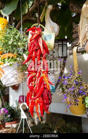 Bunch of bright red chili peppers drying at autumn time Stock Photo