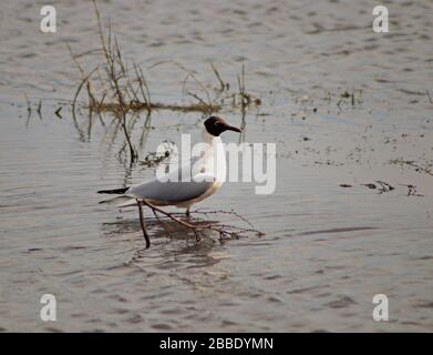 Two black-headed gulls looking in the same direction, in  sync, on marshland Stock Photo