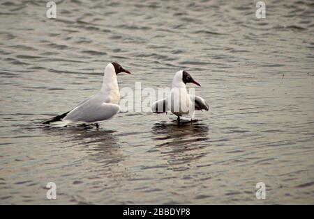 Two black-headed gulls looking in the same direction, in  sync, on marshland Stock Photo