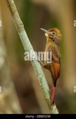 Tawny-winged Woodcreeper (Dendrocincla anabatina) perched on a branch in Guatemala in Central America. Stock Photo