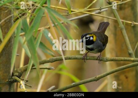 White-eared Ground-Sparrow (Melozone leucotis) perched on a branch in Guatemala in Central America. Stock Photo