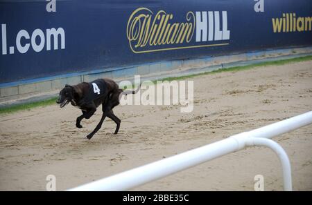 A dog runs in front of William Hill advertising boards during the William Hill Derby Quarter Finals. Stock Photo