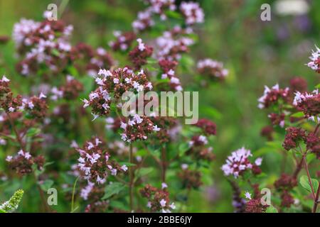 Purple flowers of origanum vulgare or common oregano, wild marjoram. Sunny day Stock Photo