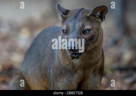 Animal from the Kirindy dry forest, Madagascar Stock Photo