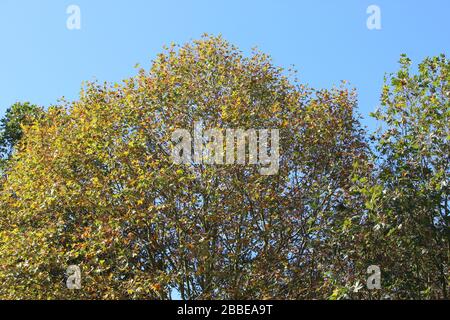 A photograph of a sycamore tree with vibrant colored leaves and summery blue sky background. Stock Photo