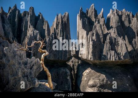 Tsingy Bemaraha National Park, Grand Tsingy, Madagascar Stock Photo