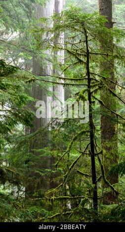 Western Red Cedar (Thuja plicata) and Western hemlock, Tsuga heterophylla, Eden Grove, near Port Renfrew,  Vancouver Island, BC ,Canada