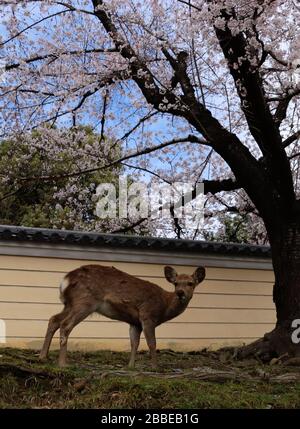 Deer and cherry blossom in Nara park - Japan Stock Photo