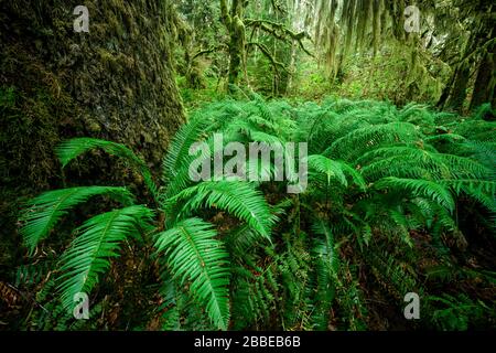 Western swordferns, Polystichum munitum, at the base of large Sitka spruce, Picea sitchensis, Nitinat Provincial Park, Nitinat, Vancouver Island, BC canada