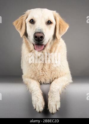 long haired yellow lab