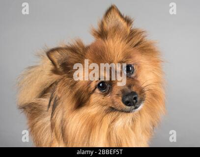 Portrait of a Pomeranian Pet Dog, UK. Stock Photo