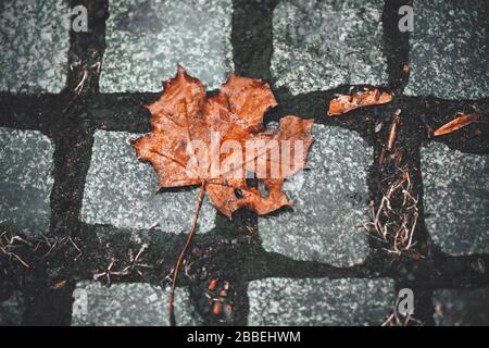 A red maple leaf that has fallen from a tree is lying on a stone path made of paving stones after a rain that has passed in the dark, wet autumn time. Stock Photo
