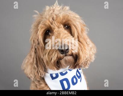 Cockapoo, female, UK. Stock Photo