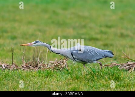 Side view of an Adult Grey Heron (Ardea cinerea), a large waterside wading bird, walking & stretching forwards in Winter in West Sussex, UK. Stock Photo