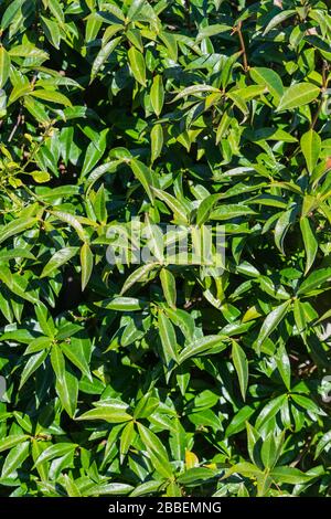 Glossy ovate leaves from Trachelospermum jasminoides (Star Jasmine, Confederate Jasmine) evergreen climbing shrub in Spring, UK.