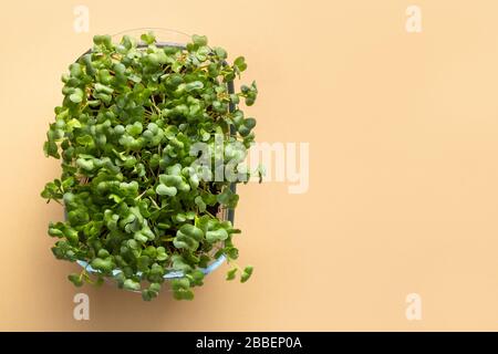 Sprouted radish seeds microgreens in box on natural beige. View from above with copy space. Vegan and healthy eating. Seed germination at home. Stock Photo