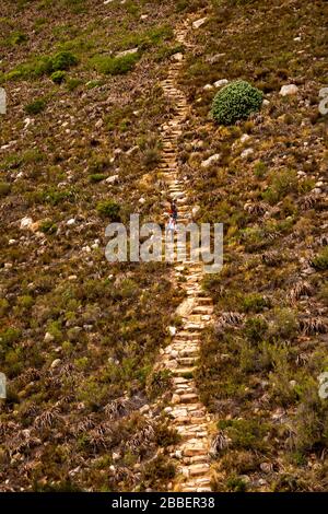 SAf1055South Africa, Cape Town, Table Mountain, visitors climbing up Lower Station Trail stone steps towards Kloof Corner Ridge Stock Photo