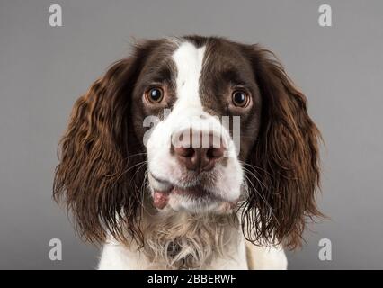 Male springer spaniel shot in the UK Stock Photo