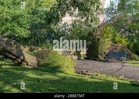 Trees fallen in a public park after Hurricane Dorian. One of the trees has fallen across a sidewalk. A park bench is by the sidewalk. The grass around Stock Photo