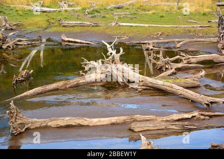 Tierra del Fuego, Argentina: Close up view of fallen and weathered trees in a partly dry river bed Stock Photo