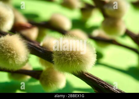 close up of Easter plants on a paper green background Stock Photo