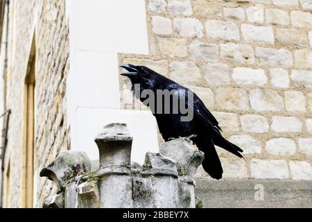 A black raven inside the Tower of London in London, England Stock Photo