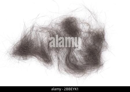 Cat fur isolated on white background, close up comb of pet, top view Stock Photo