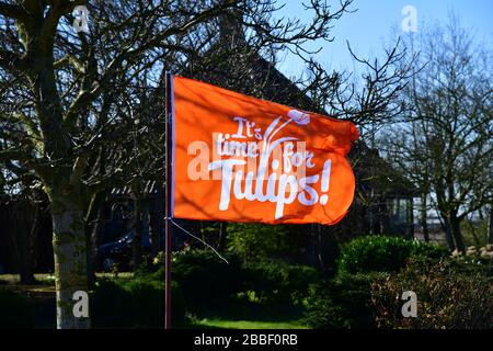 Lisse, The Netherlands-March 2020: bright orange flag waving to celebrate the first tulips of the season in Lisse Stock Photo