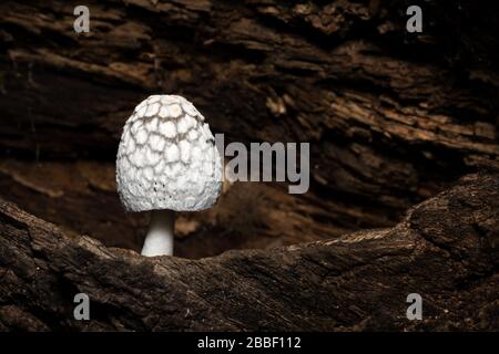 Coprinus mushroom on a wood. Monteverde rainforest, Costa Rica. Tropical mushrooms. Stock Photo