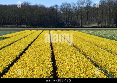 Lisse, The Netherlands-March 2020: Panoramic view over a field of bright yellow daffodils growing in neatly organized lines close to the Dutch city of Stock Photo