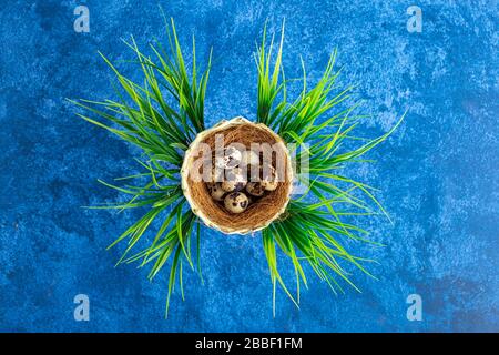 Quail easter eggs in nest. Dark blue background. Holiday decorations, Easter concept background. Stock Photo