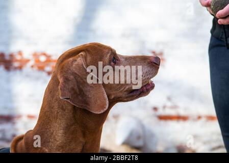 Hungarian Pointing Dog or Vizsla in outdoor in a park. Stock Photo