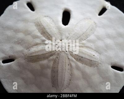 Macro Shot of Sand Dollar Stock Photo