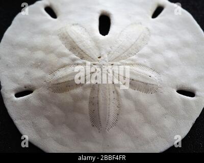Macro Shot of Sand Dollar Stock Photo
