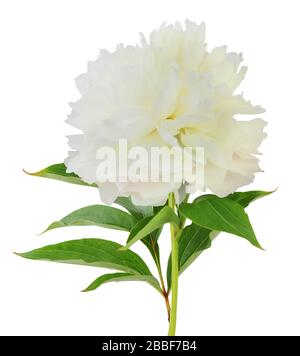 Peony isolated on white background, including clipping path, Germany Stock Photo