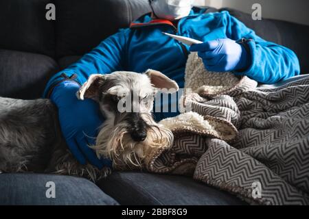 Sick man with procedure mask and medical gloves checking a thermometer liying on the sofa and caress a dog, probably infected by coronavirus Stock Photo