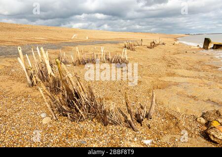 Wooden posts revealed at  low tide low beach shingle levels, Bawdsey, Suffolk, England, UK possibly old coastal defences from Tudor or medieval times Stock Photo