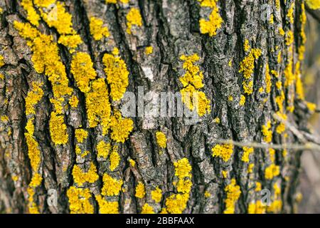 Close-up of the old birch bark with yellow moss Stock Photo