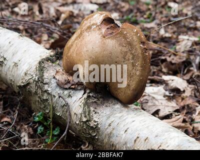 Birch Bracket Fungus (Piptoporus betulinus) found in the woods on the Sandringham Estate, Norfolk, UK Stock Photo