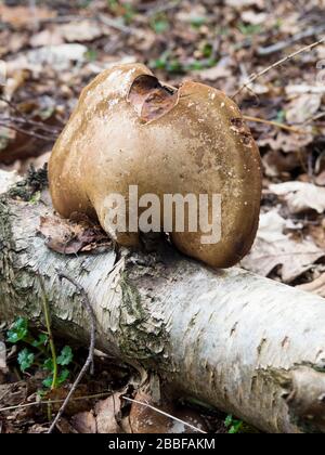Birch Bracket Fungus (Piptoporus betulinus) found in the woods on the Sandringham Estate, Norfolk, UK Stock Photo