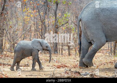 African elephant (Loxodonta africana) calf walking behind mother in bush, Kruger National Park, Transvaal, South Africa. Stock Photo