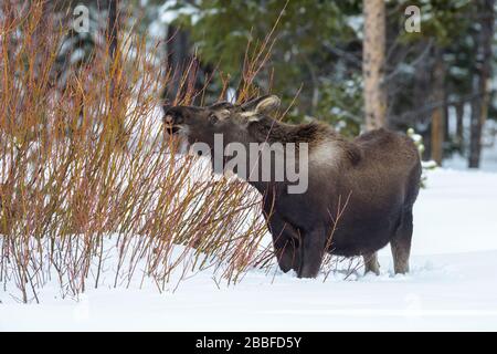 Moose (Alces alces) eating twigs in the snow, Lamar valley, Yellowstone National Park, Wyoming, USA. Stock Photo