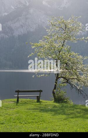bench and blooming fruit tree on lakeside with dark lake surface and rock face in the background, springtime, Altaussee, Styria, Austria Stock Photo