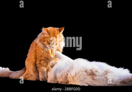 Two siberian cats pamper each other, red male and white female neva masquerade version Stock Photo