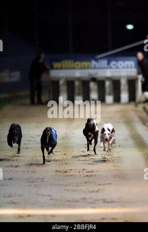 Shaneboy Spencer (no.2 blue) and Lemon Pluto (no.1 red) in action during the William Hill Greyhound Derby 2nd Round Heat 16 Stock Photo