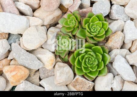 Green succulent plants isolated in white pebble rockery - top view macro photo Stock Photo