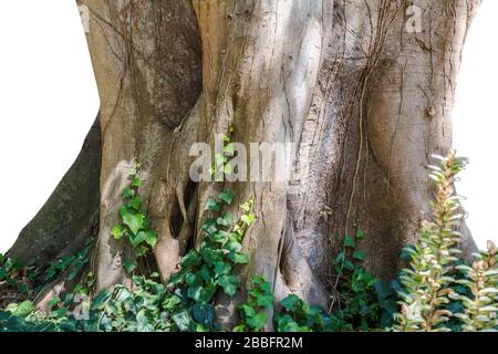 Massive tree trunk of a old wild fig tree with ivy and foliage close up isolated on white background Stock Photo