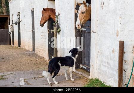 Horses in stall at white stables in the morning with farm border collie dog staring Stock Photo